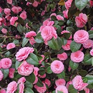 Meet your Posher, Posh